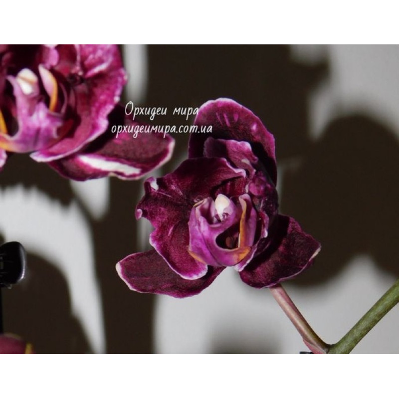 Орхiдея Phal. Chiada Stacy Chocolate drops peloric hybrid - купити